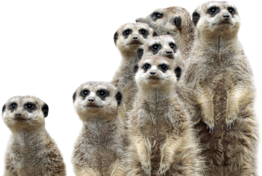 Group of meerkats