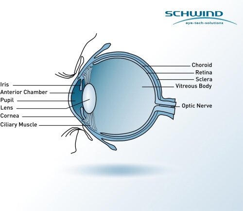 Composition of the human eye