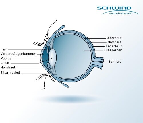 Aufbau des menschlichen Auges