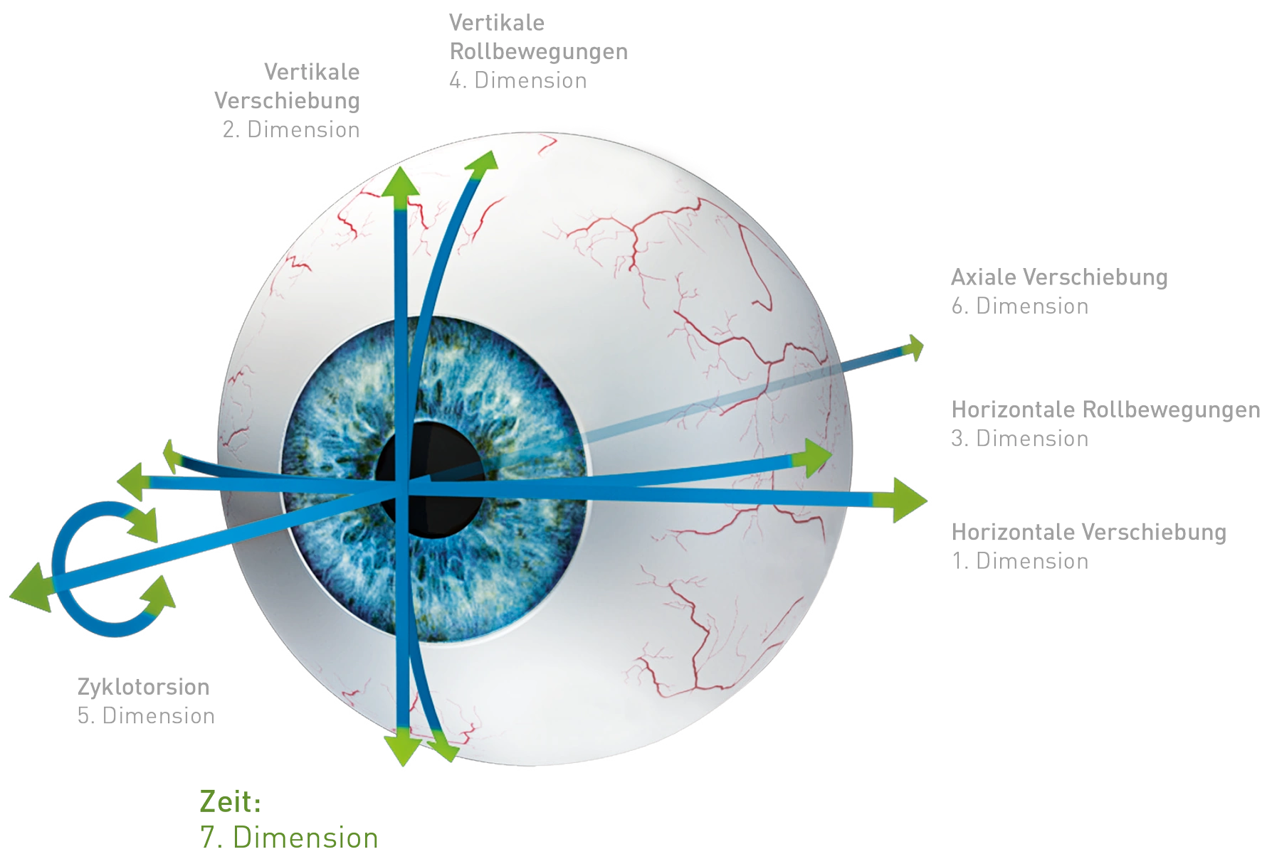 Modell eines Auges mit Darstellung der sieben verschiedenen Dimensionen