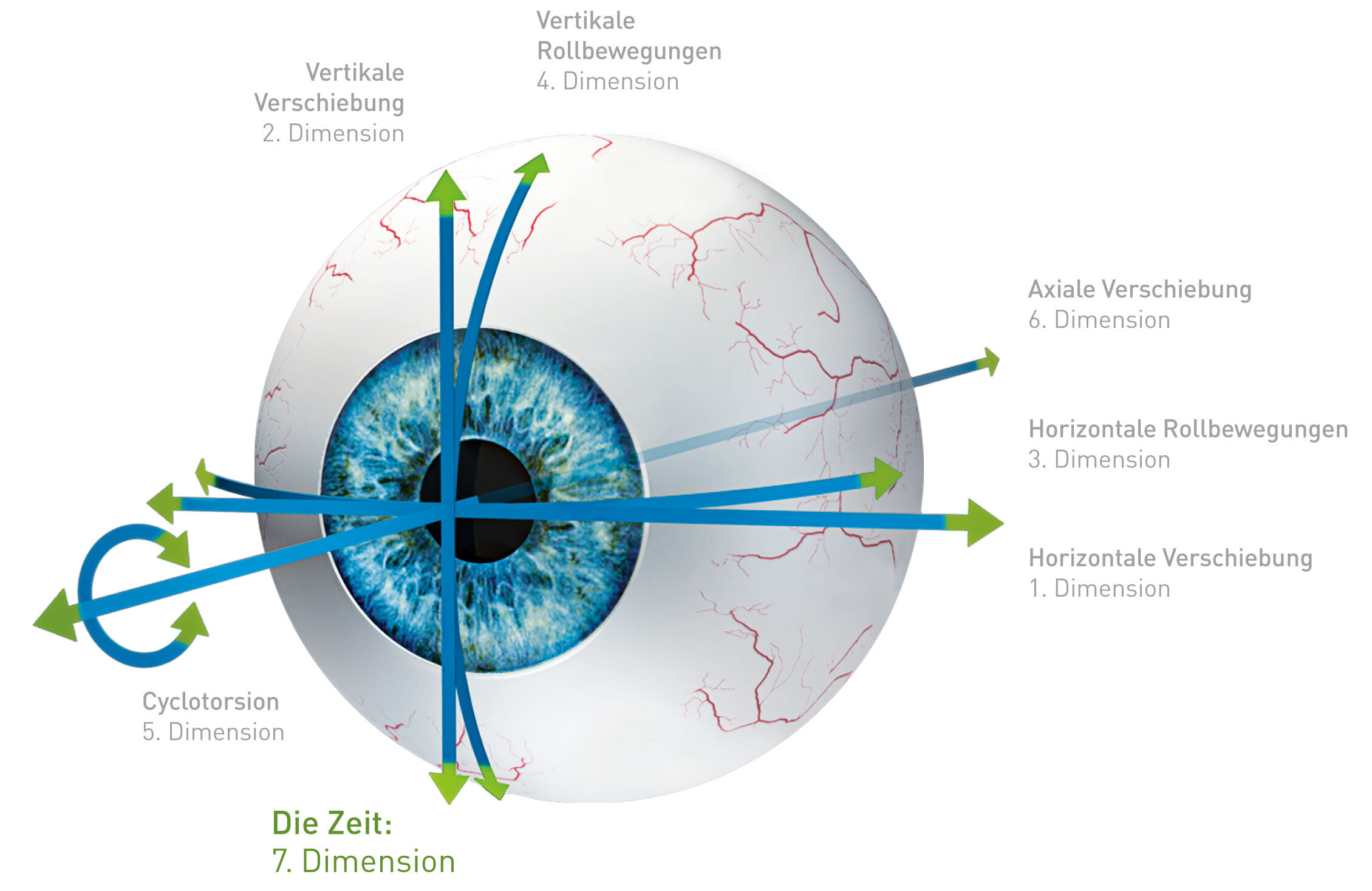 Modell eines Auges mit Darstellung der sieben verschiedenen Dimensionen