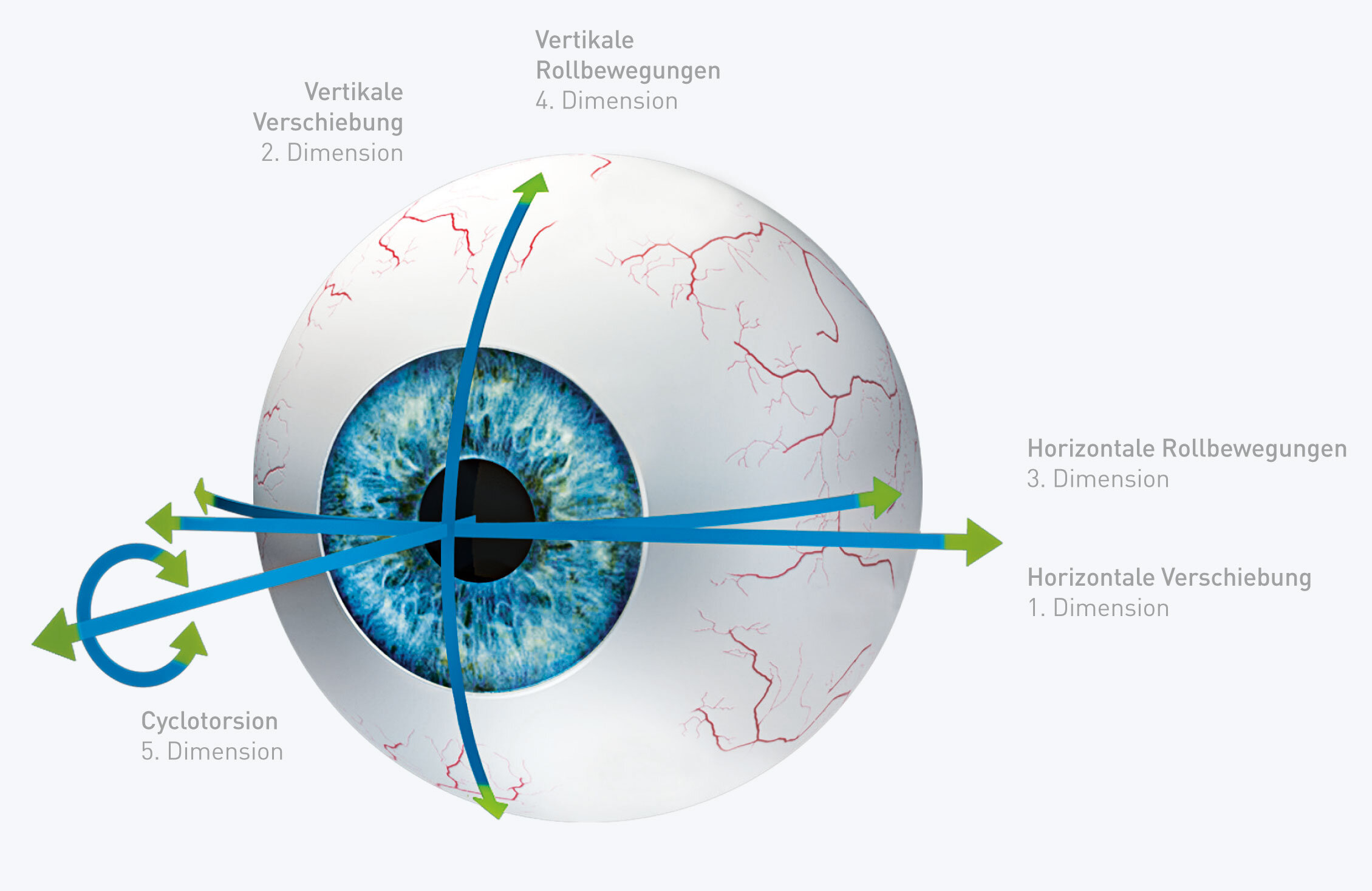 Modell eines Auges mit Darstellung der fünf verschiedenen Dimensionen