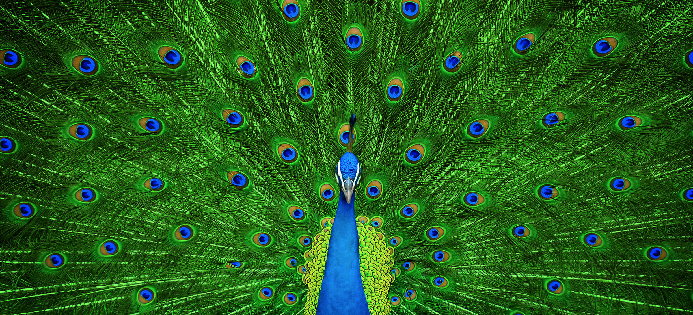 Peacock